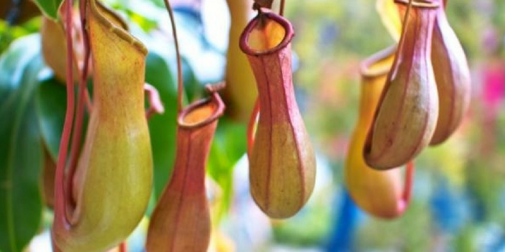 pitcher plant and eating disorders (1)