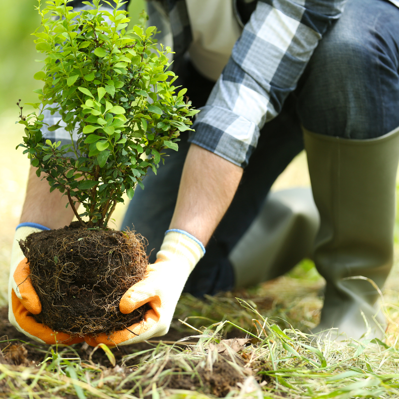 planting a bush to represent a parent getting treatment for a child 